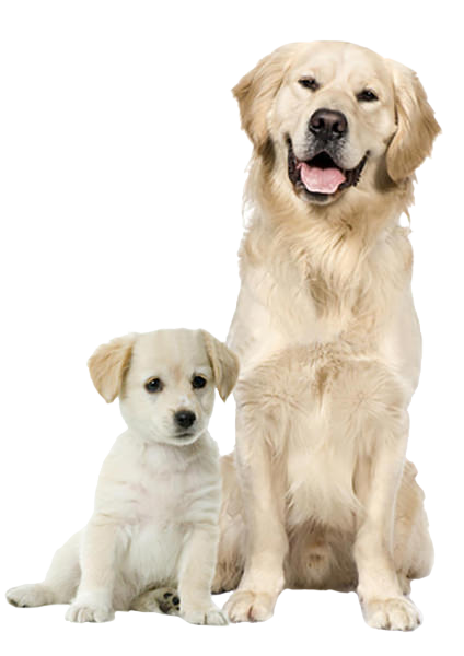Dog-Cat