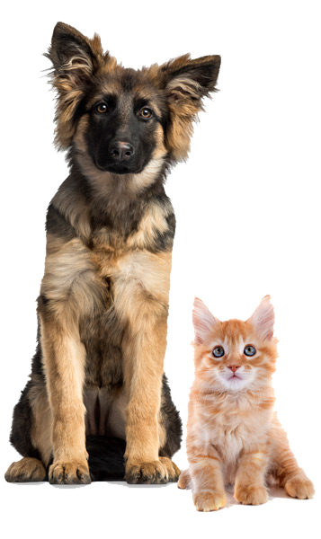 Dog-Cat