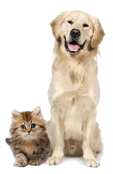 Dog-Cat