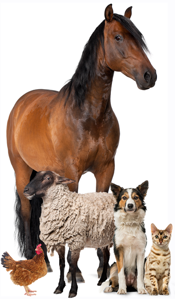 Dog-Cat