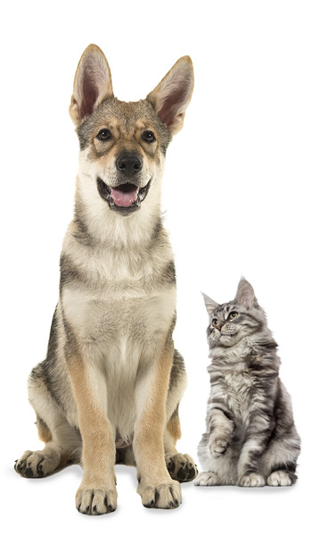 Dog-Cat