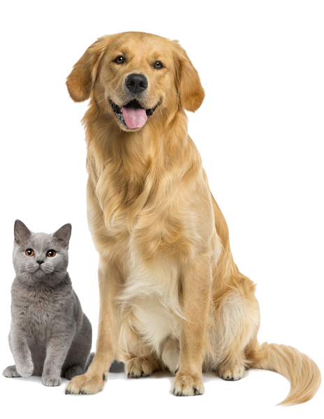 Dog-Cat