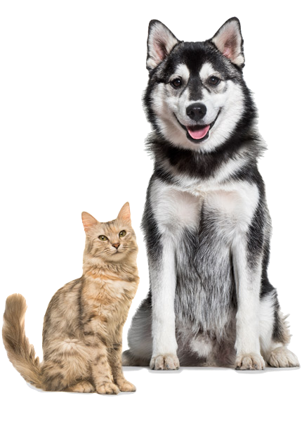 Dog-Cat