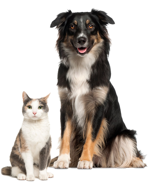 Dog-Cat