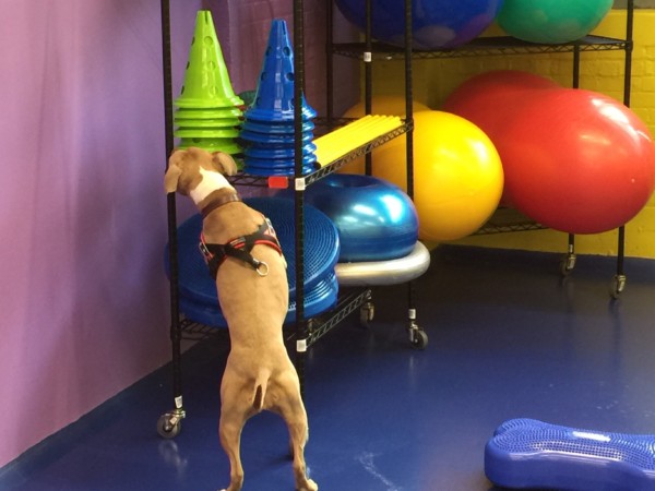 nosework classes near me