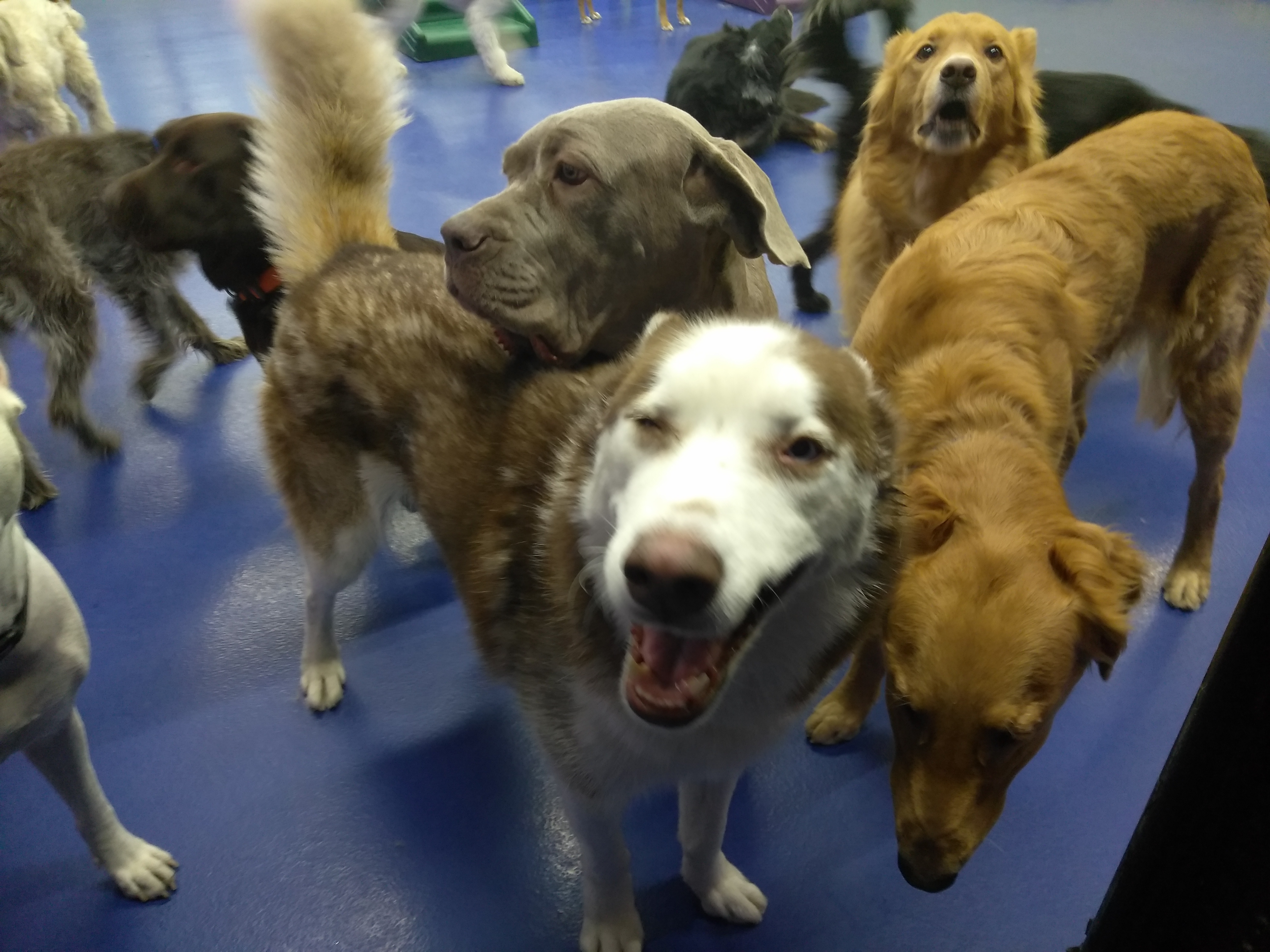 dog n it daycare