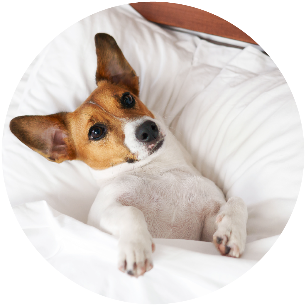 Pet Retail At JM Pet Resort & JM Pet Vet Clinic