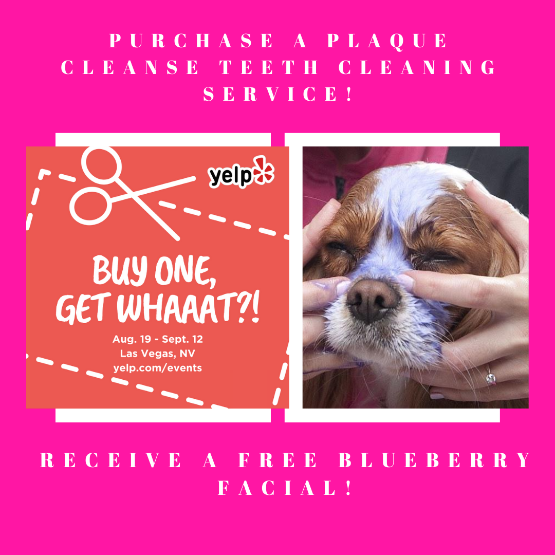 plaque cleanse for dogs