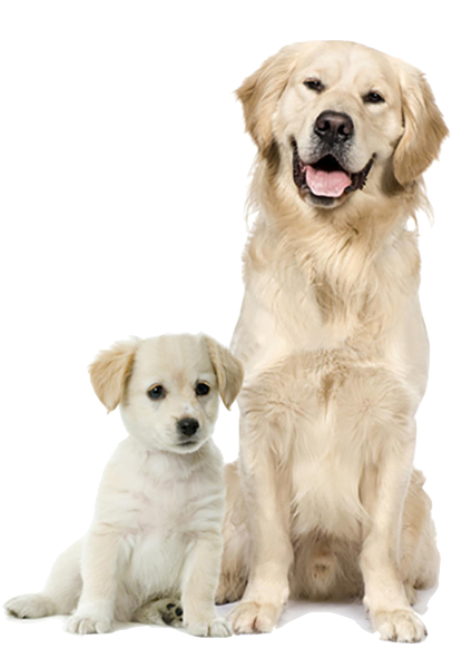 Dog-Cat