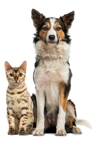 Dog-Cat