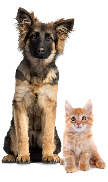 Dog-Cat