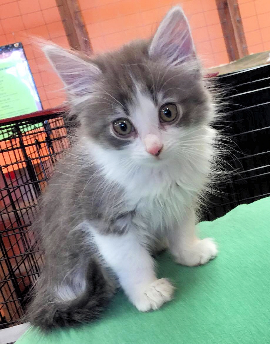 Adoptable Pets