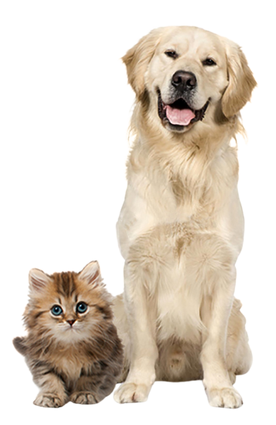 Dog-Cat