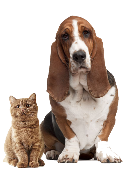 Dog-Cat