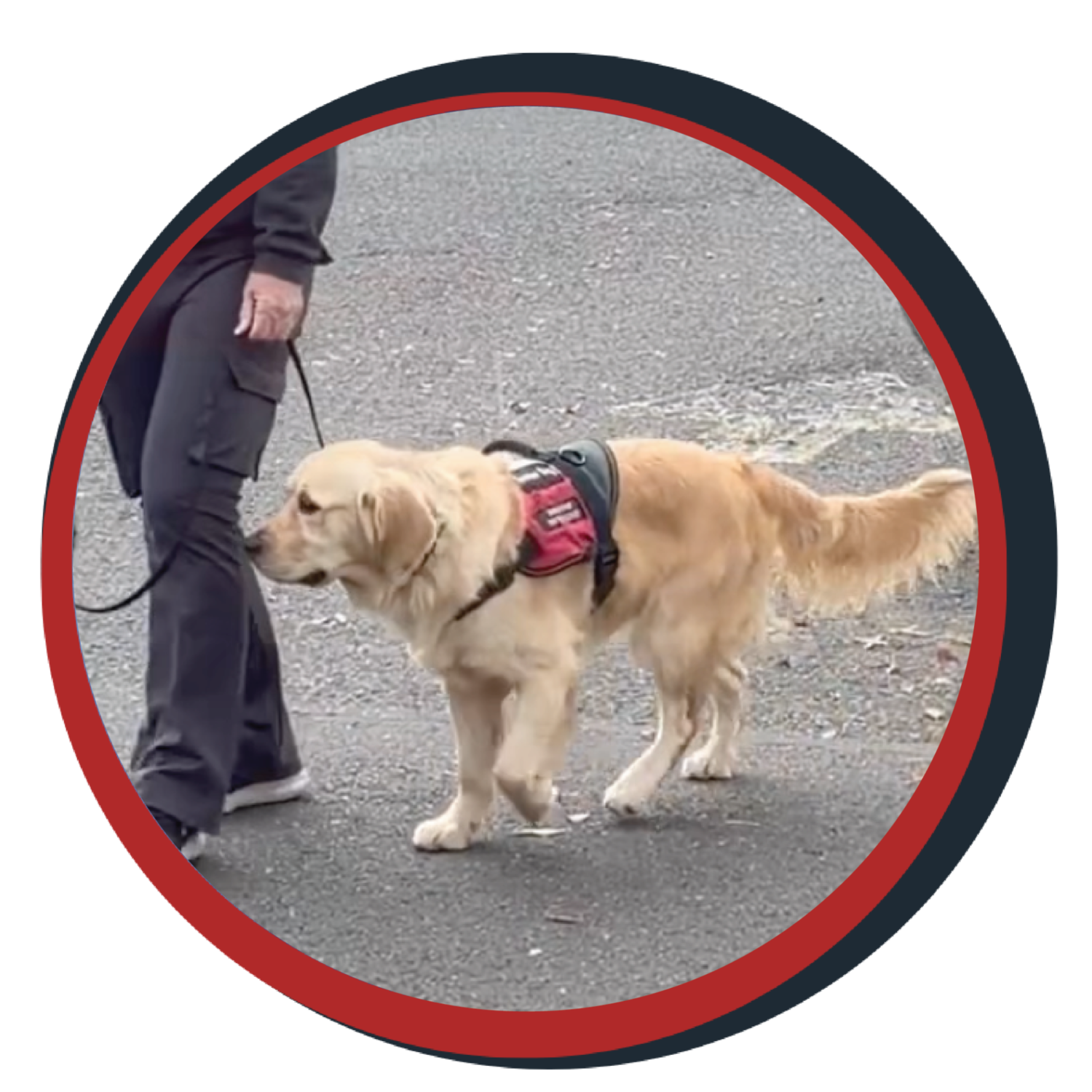 NWBB pledge a pup gallery graphics Bella Sept 2026