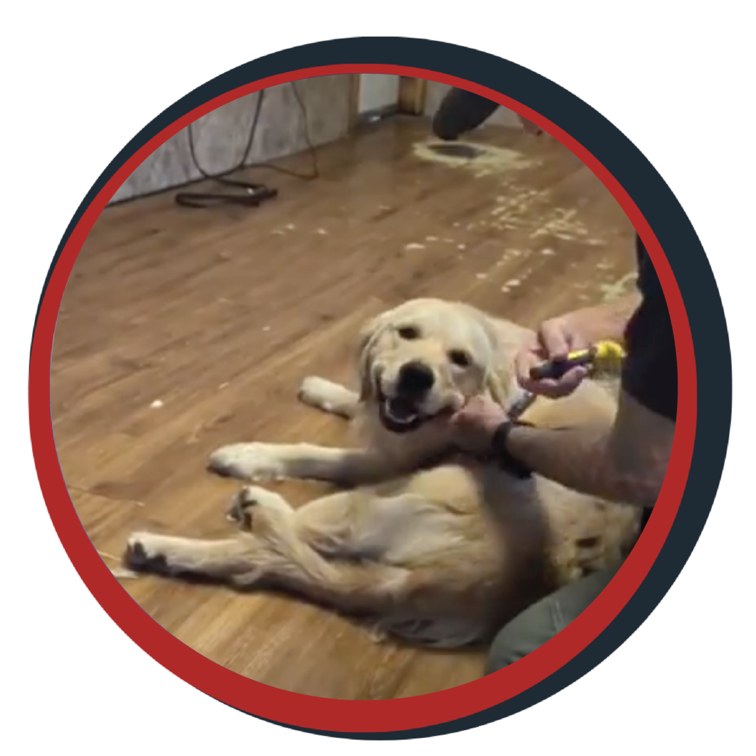 NWBB pledge a pup gallery graphics Bella july 26