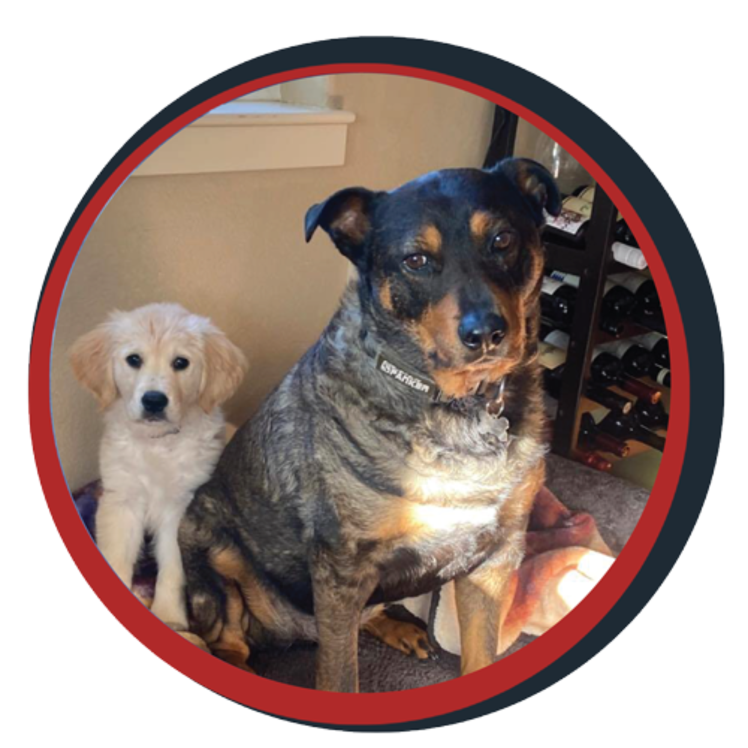 NWBB pledge a pup gallery graphics Bella June 15 25