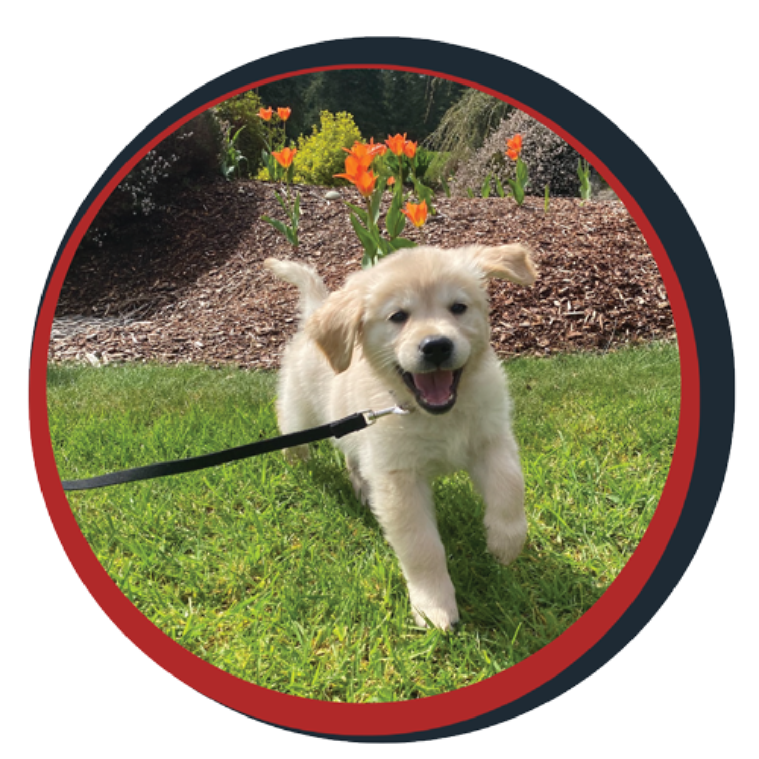 NWBB pledge a pup gallery graphics Bella May 15 25