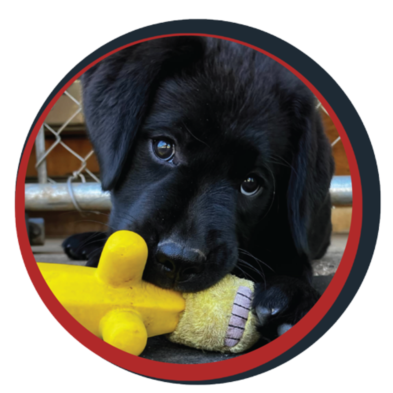 NWBB pledge a pup gallery graphics Orion Aug 20 25