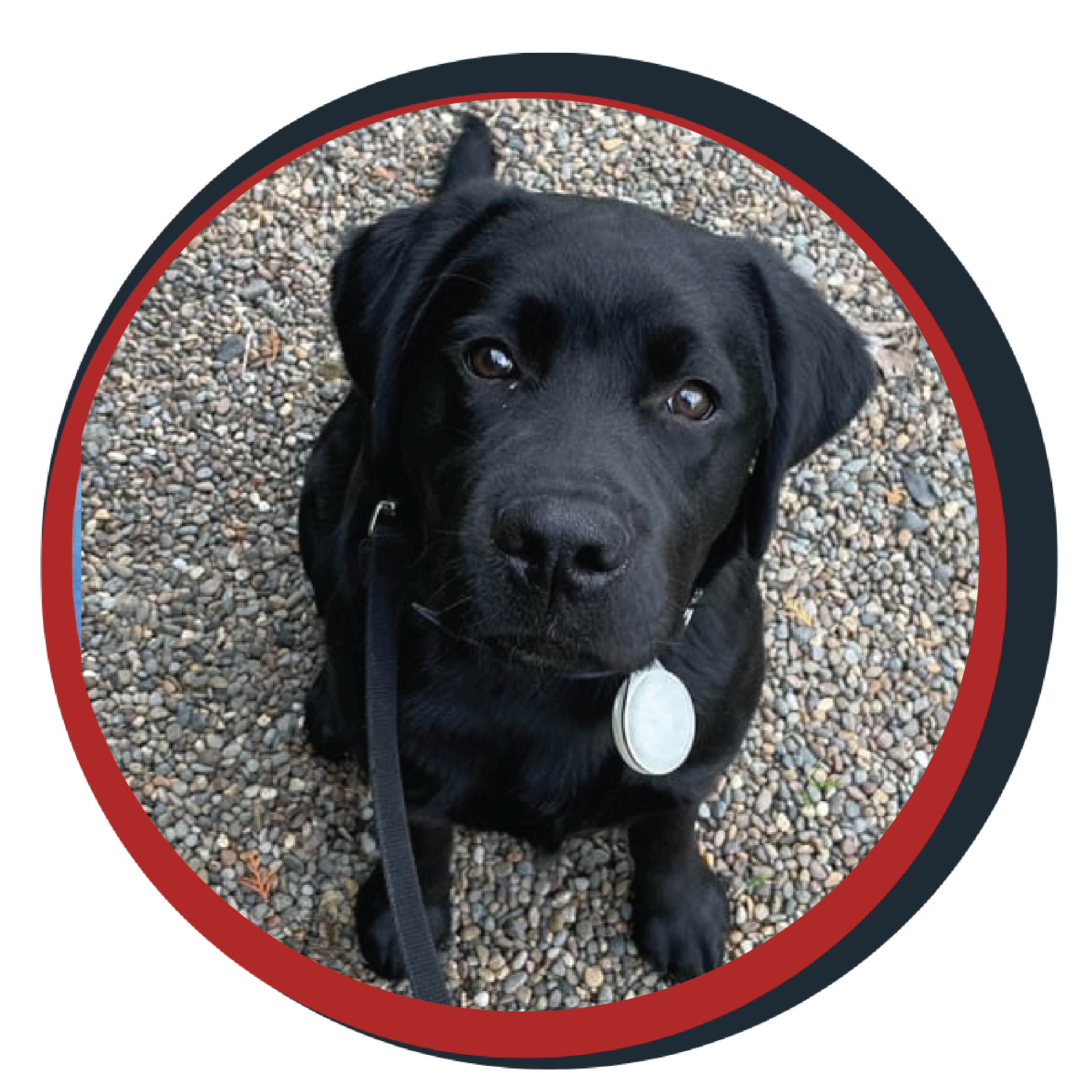 NWBB pledge a pup gallery graphics Orion Jan 20 26