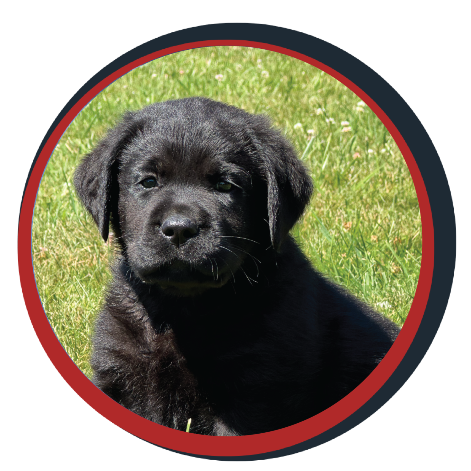 NWBB pledge a pup gallery graphics Orion July 1 25