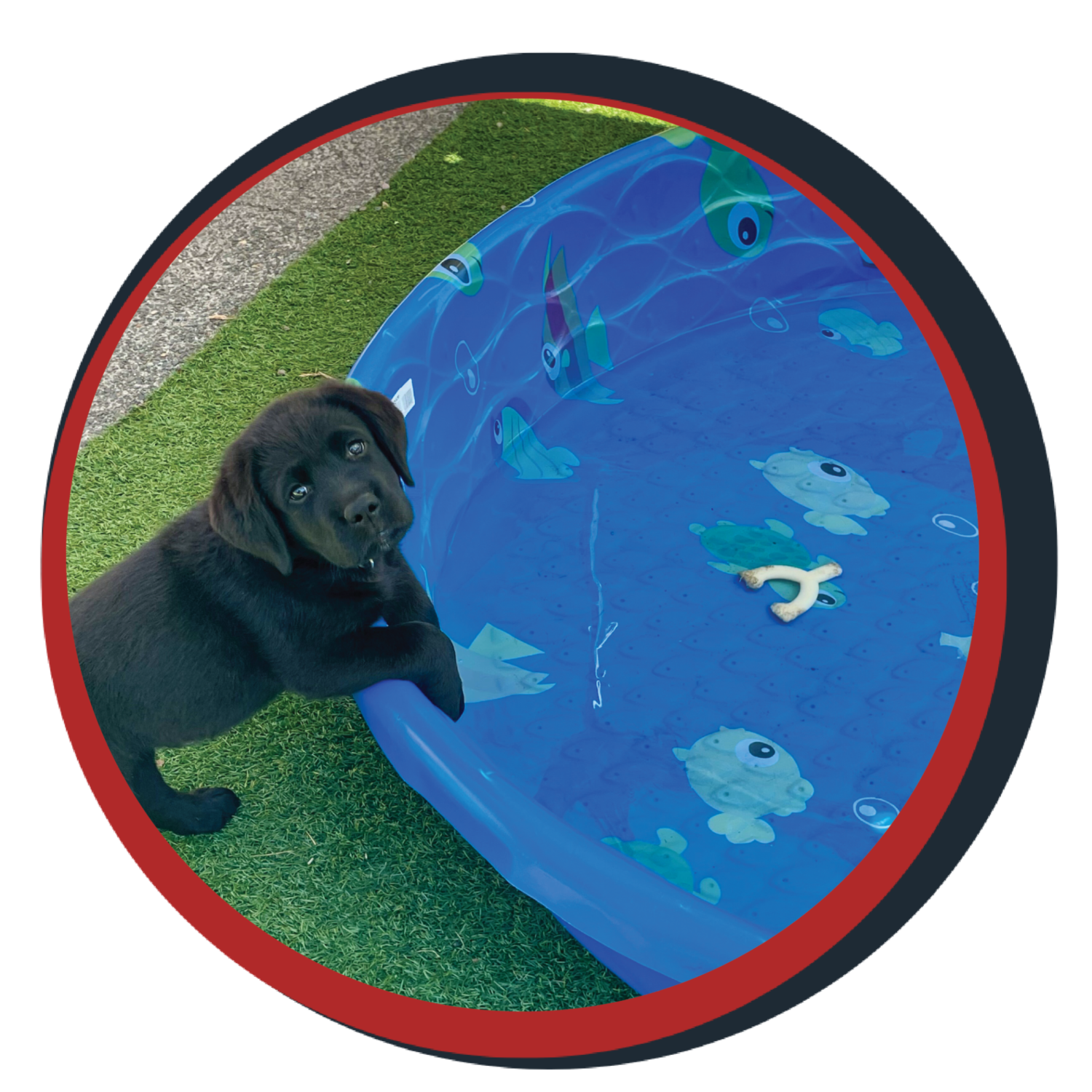 NWBB pledge a pup gallery graphics Orion July 20 25