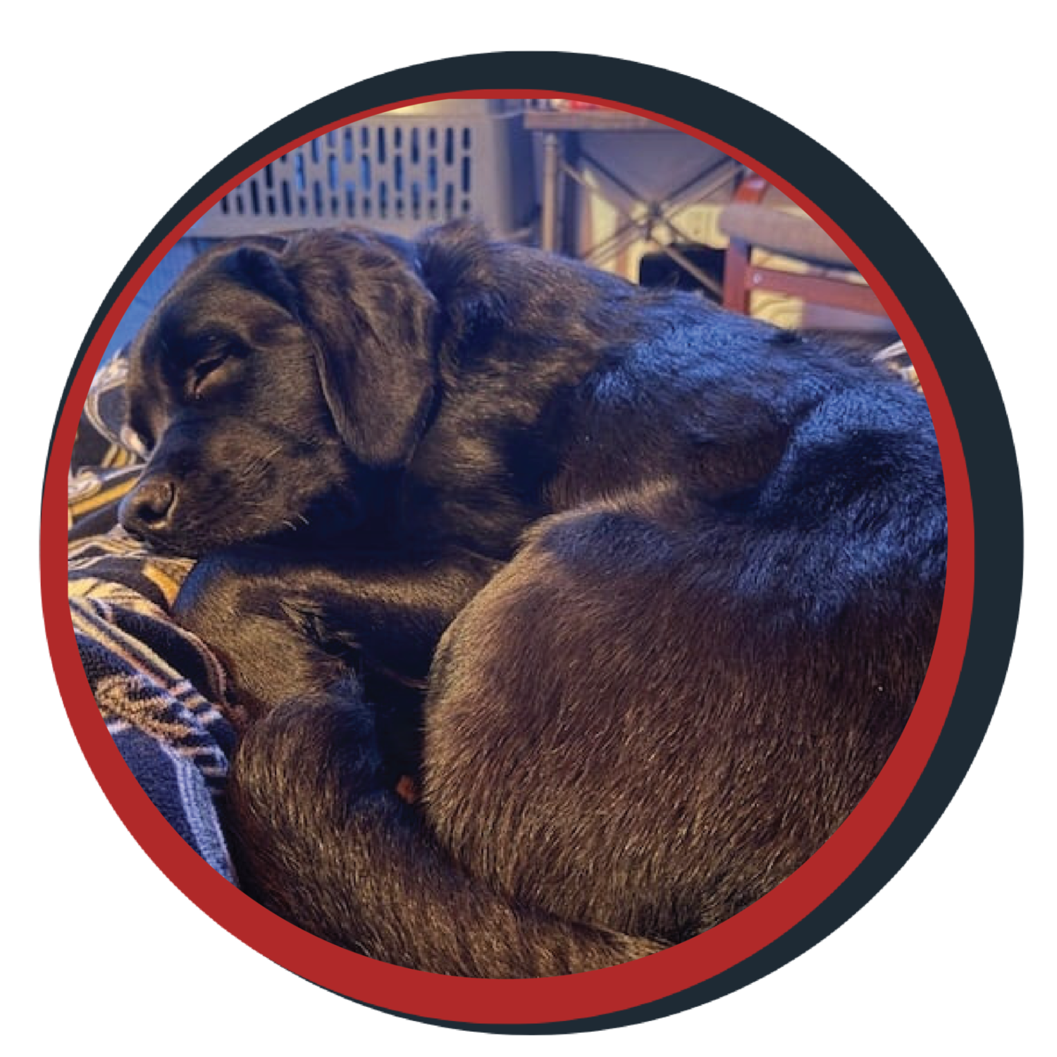 NWBB pledge a pup gallery graphics Orion March 20 26
