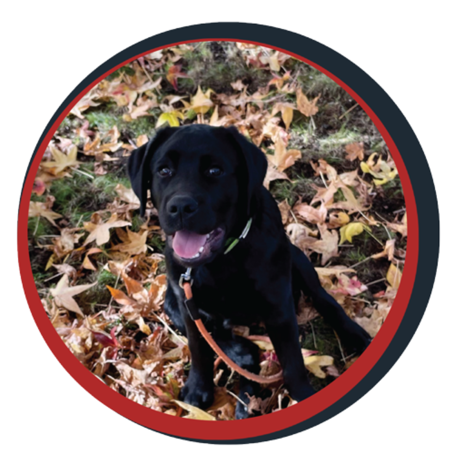 NWBB pledge a pup gallery graphics Orion Nov 20 25