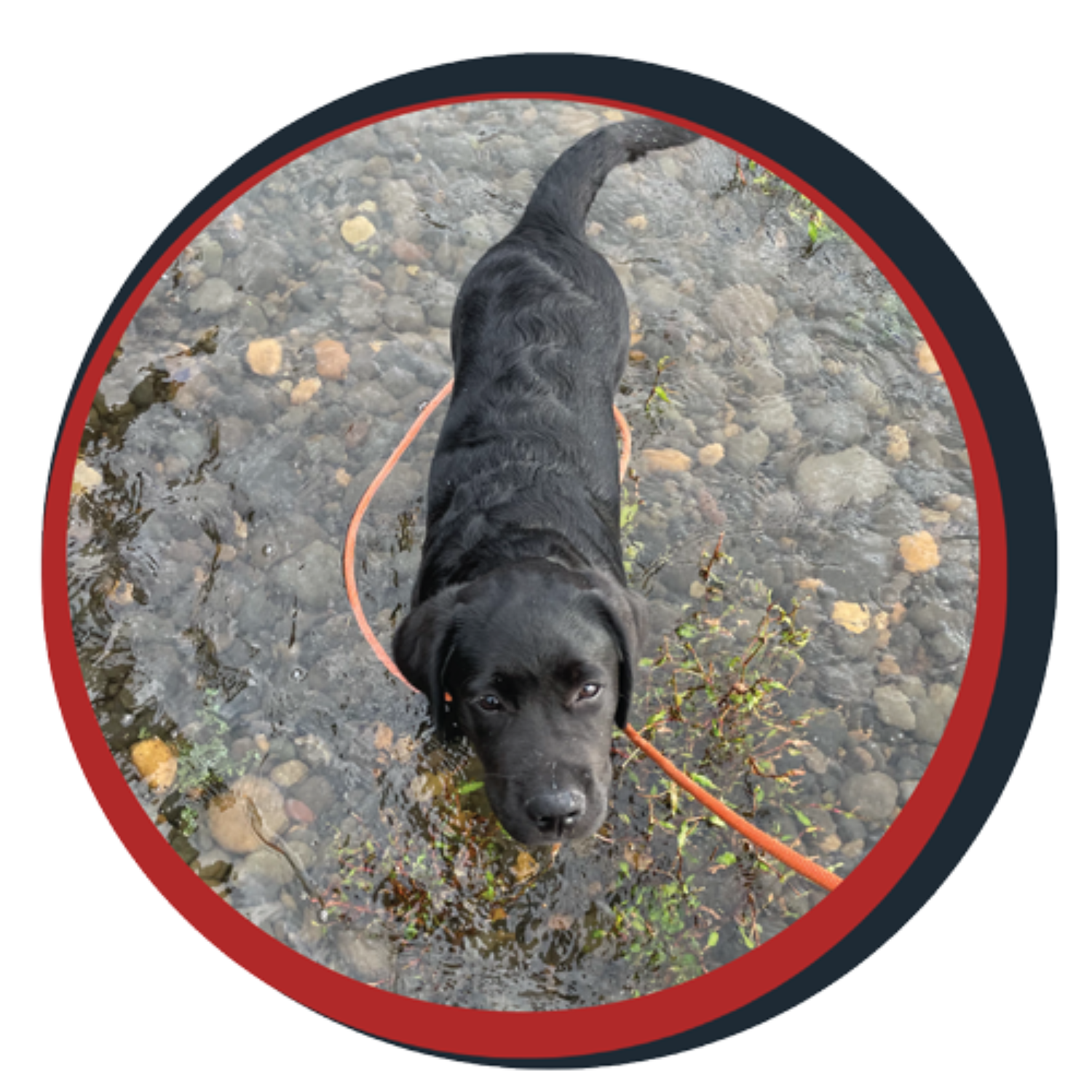 NWBB pledge a pup gallery graphics Orion Oct 20 25