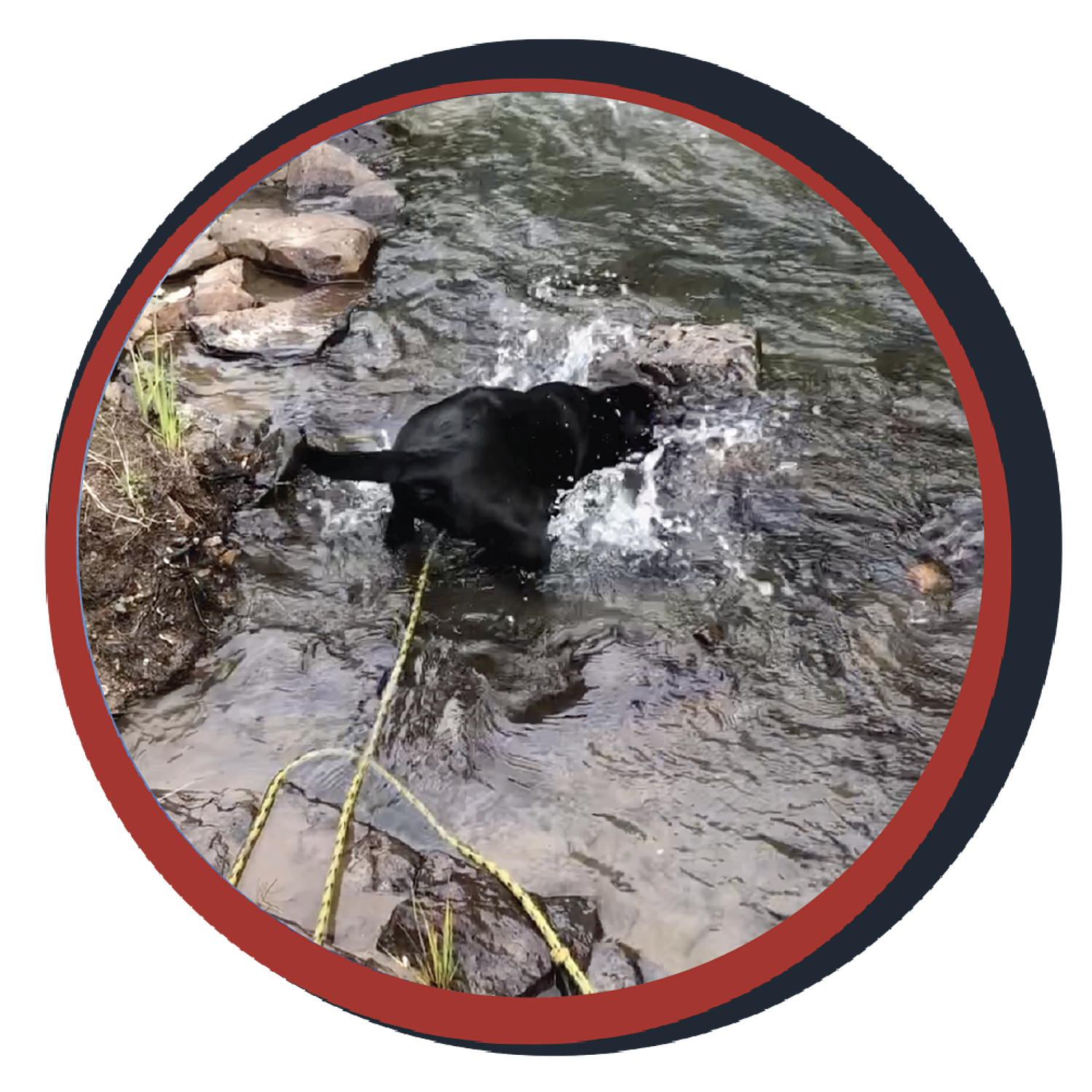 NWBB pledge a pup gallery graphics June 15 24