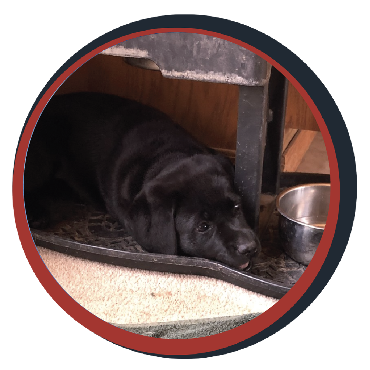 NWBB pledge a pup gallery graphics quinn April 12 24