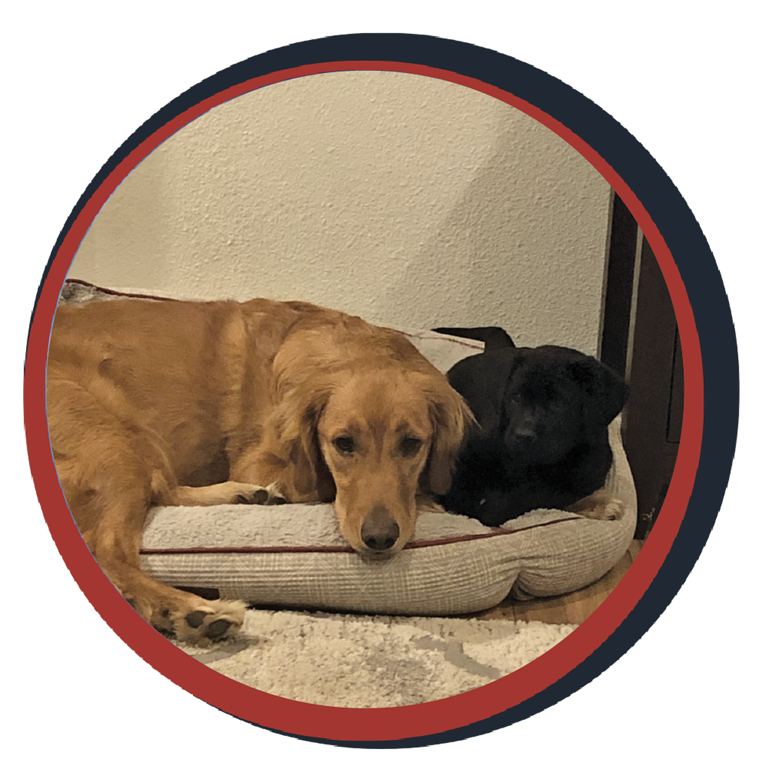 NWBB pledge a pup gallery graphics quinn April 13 24