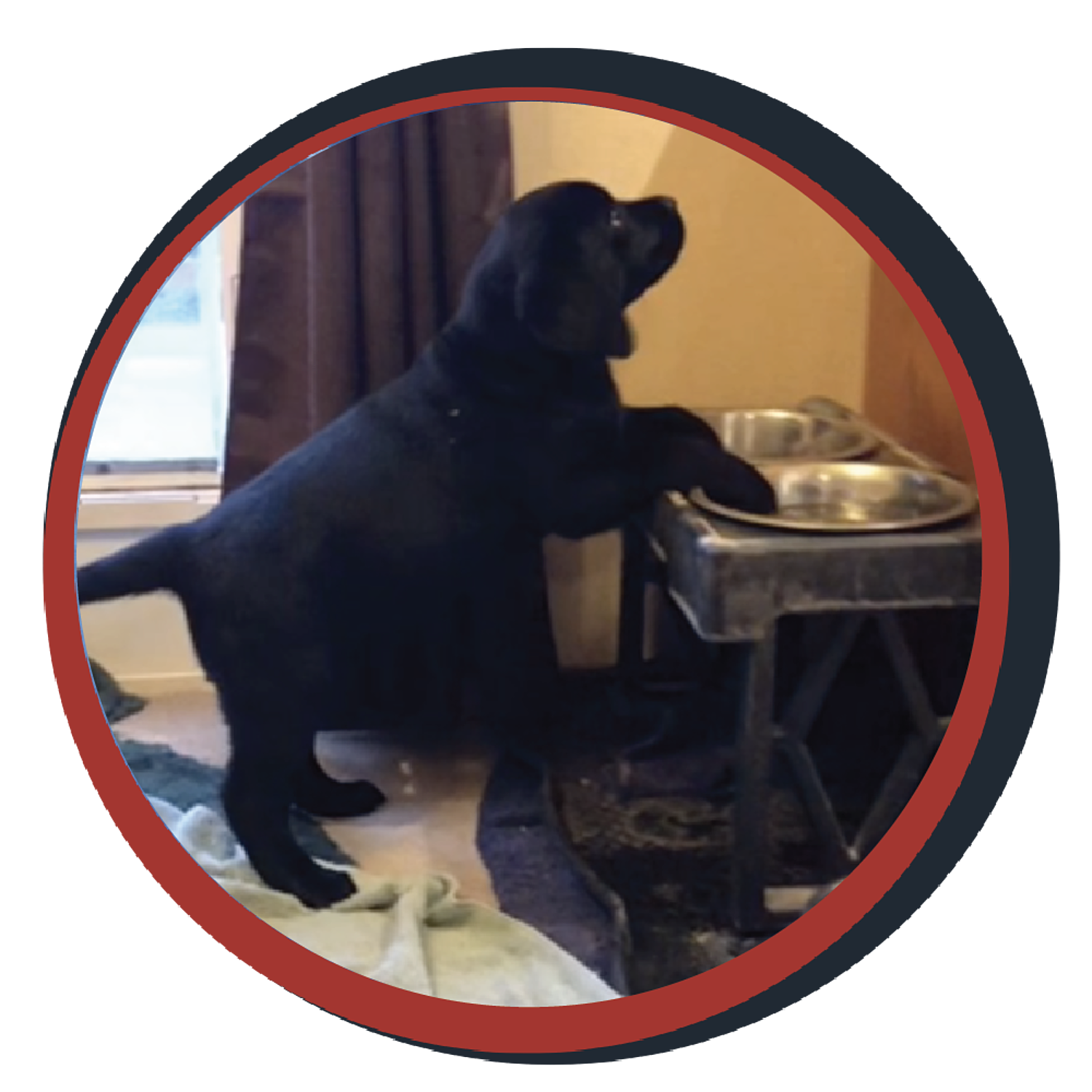 NWBB pledge a pup gallery graphics quinn April 16 24