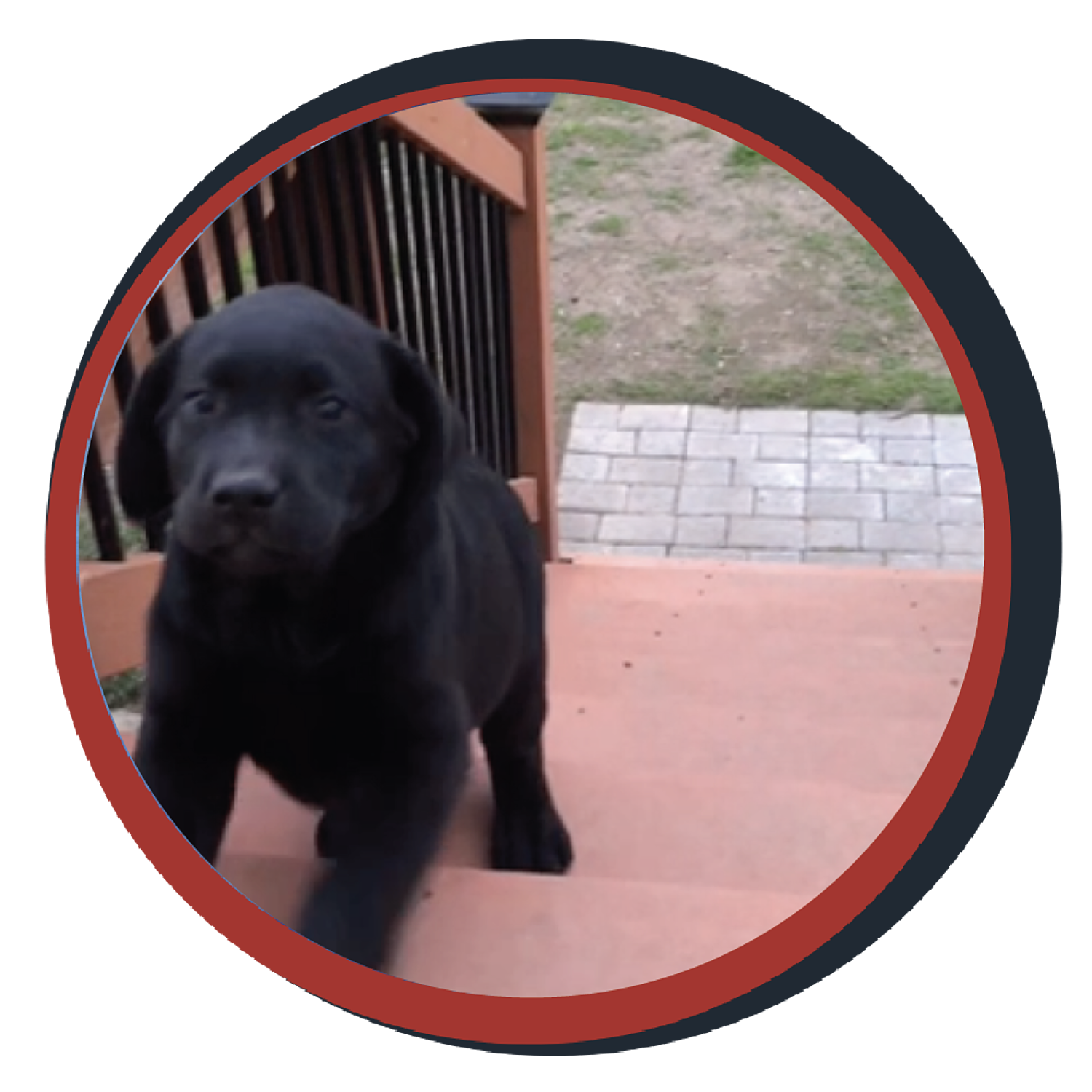 NWBB pledge a pup gallery graphics quinn April 17 24