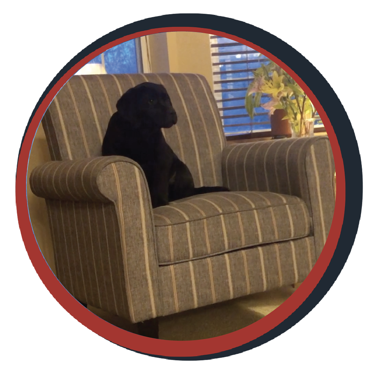 NWBB pledge a pup gallery graphics quinn May 01 24
