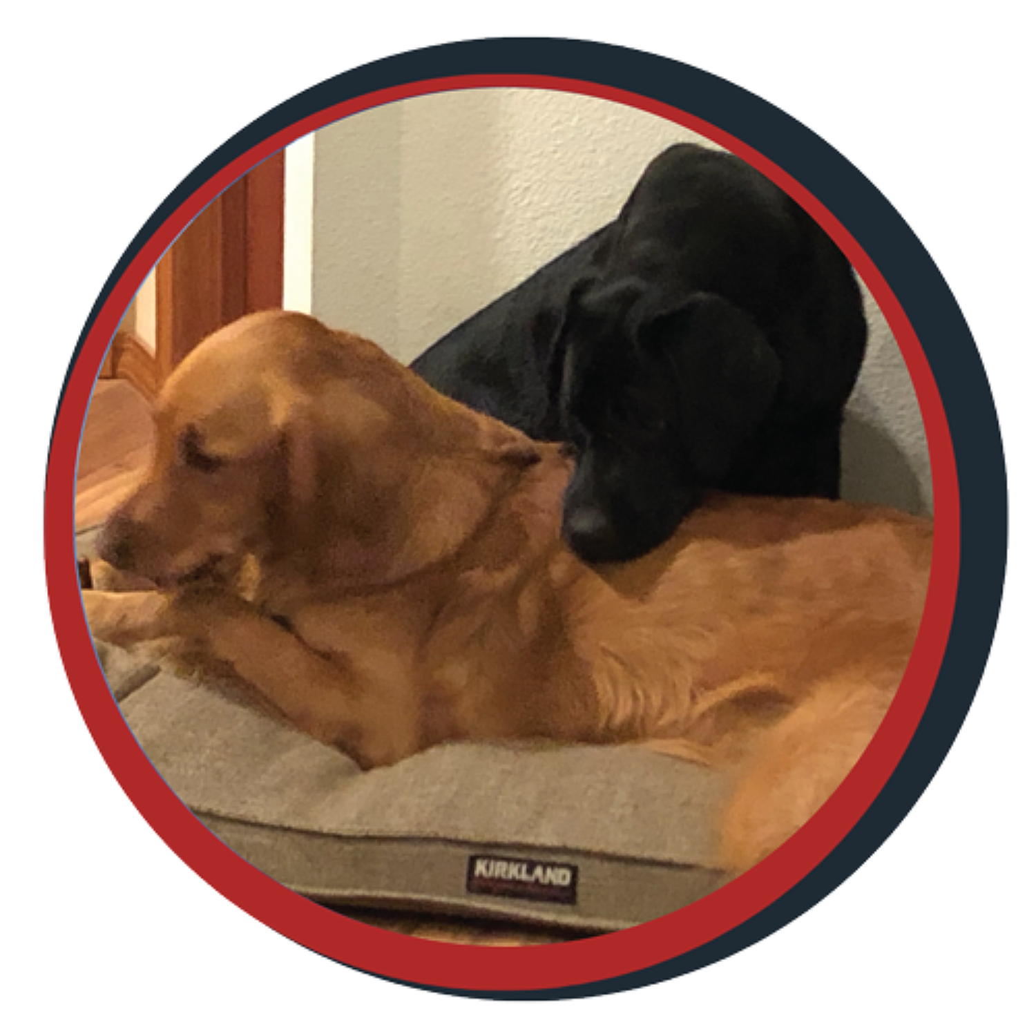 NWBB pledge a pup gallery graphics quinn Nov 20 24