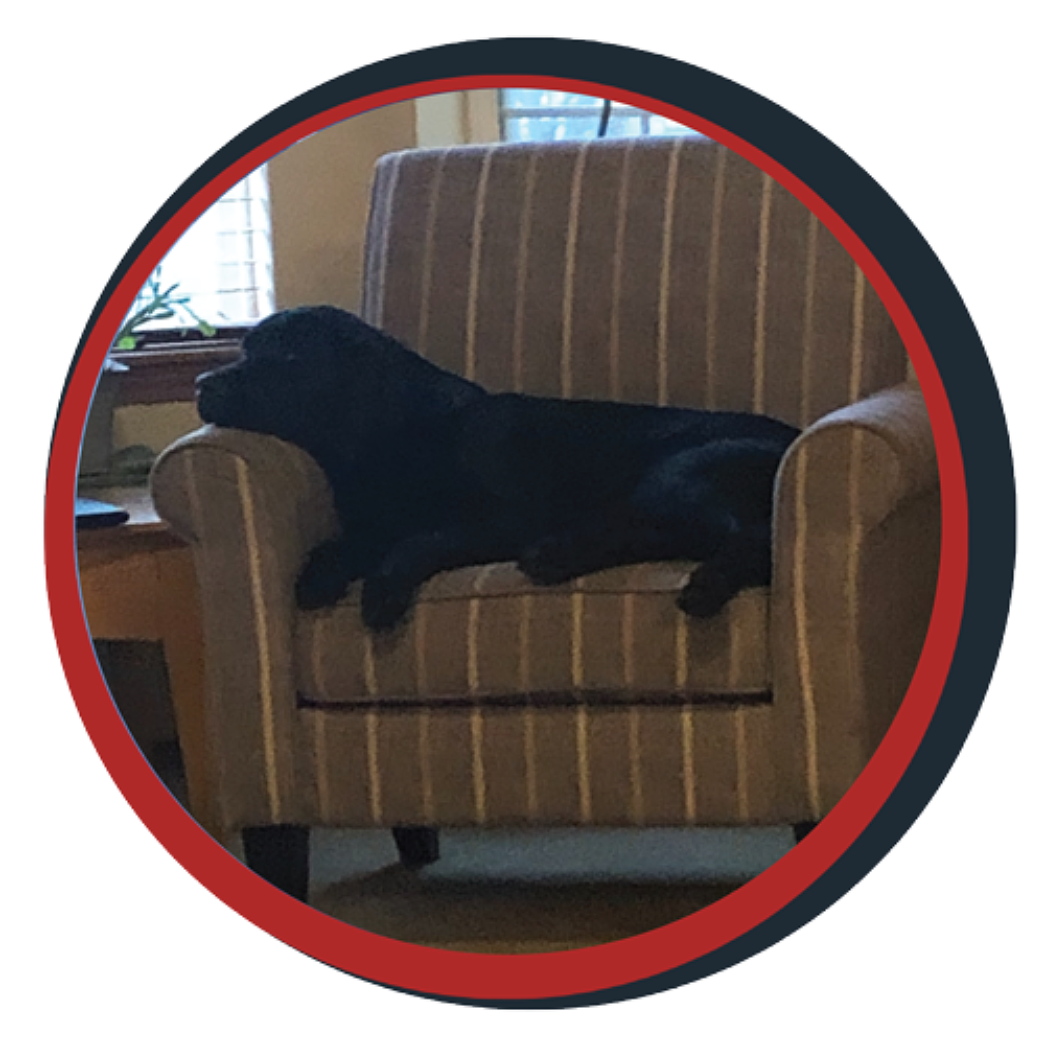 NWBB pledge a pup gallery graphics quinn Dec 15 24 1