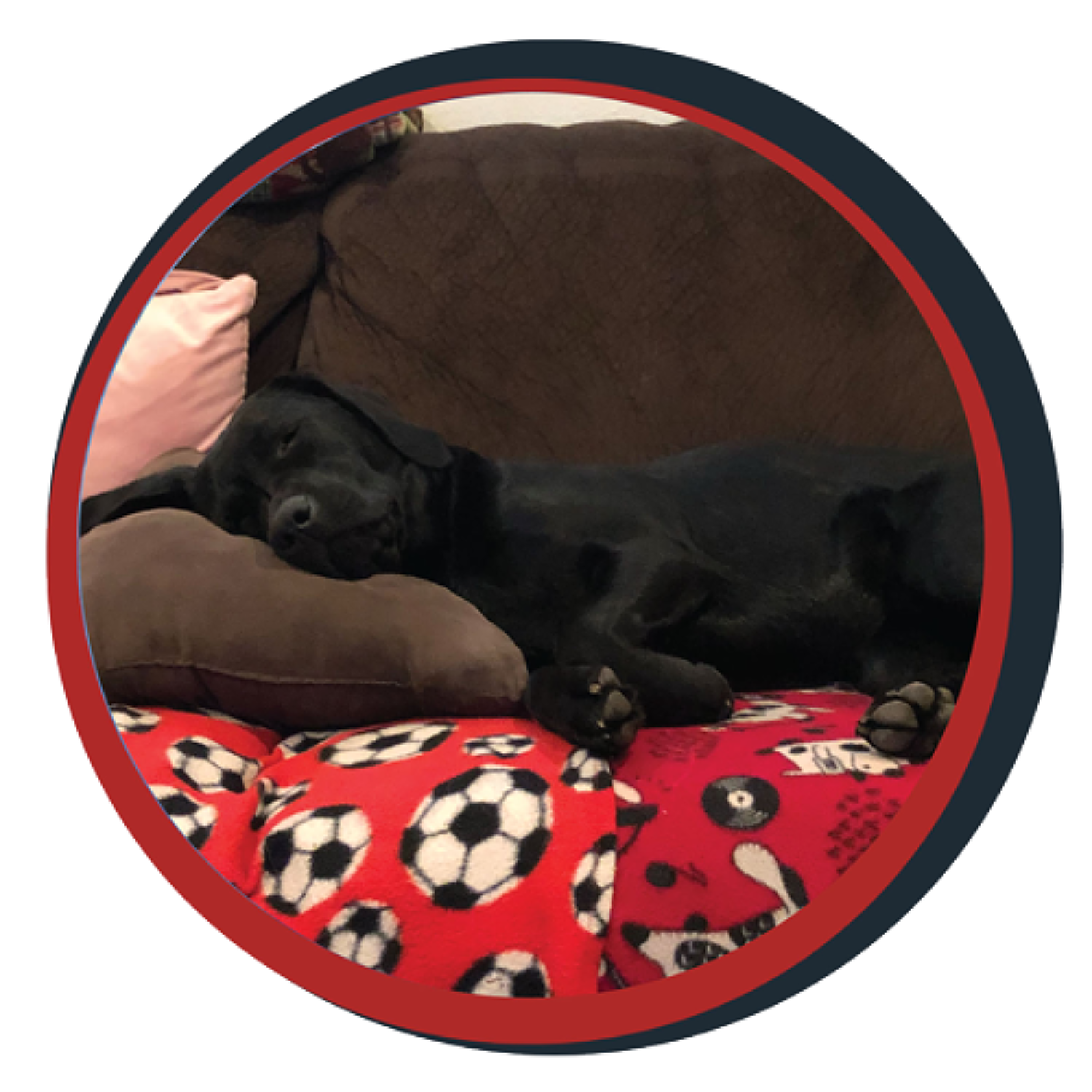 NWBB pledge a pup gallery graphics quinn Oct 15 24