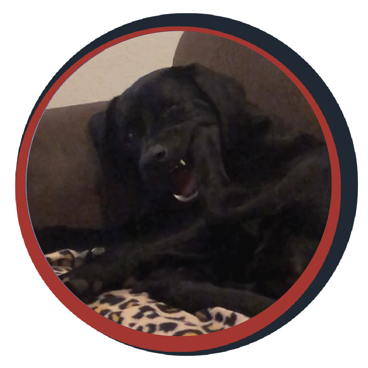 NWBB pledge a pup gallery graphics quinn dec 20 24
