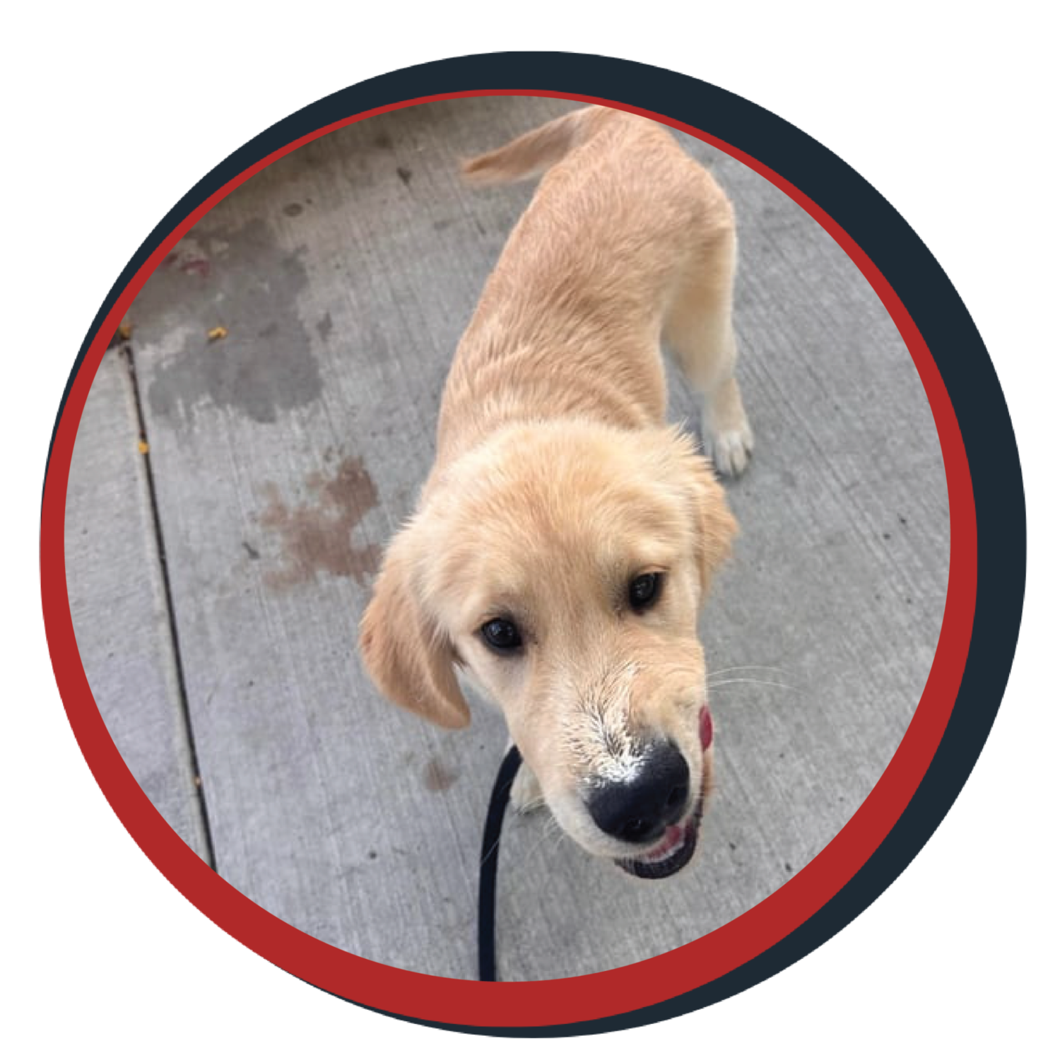 NWBB pledge a pup gallery graphics Ronin July 20 26