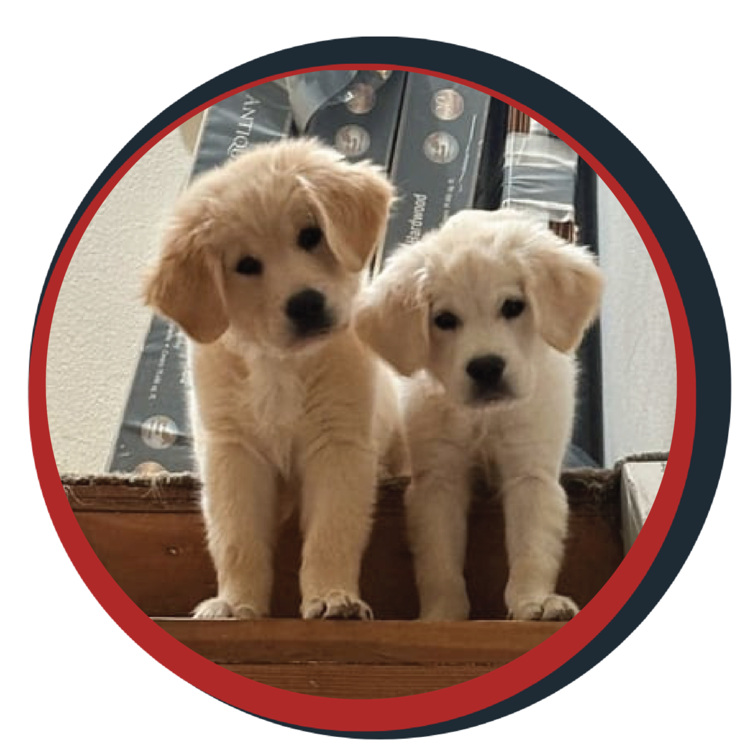 NWBB pledge a pup gallery graphics Ronin June 26