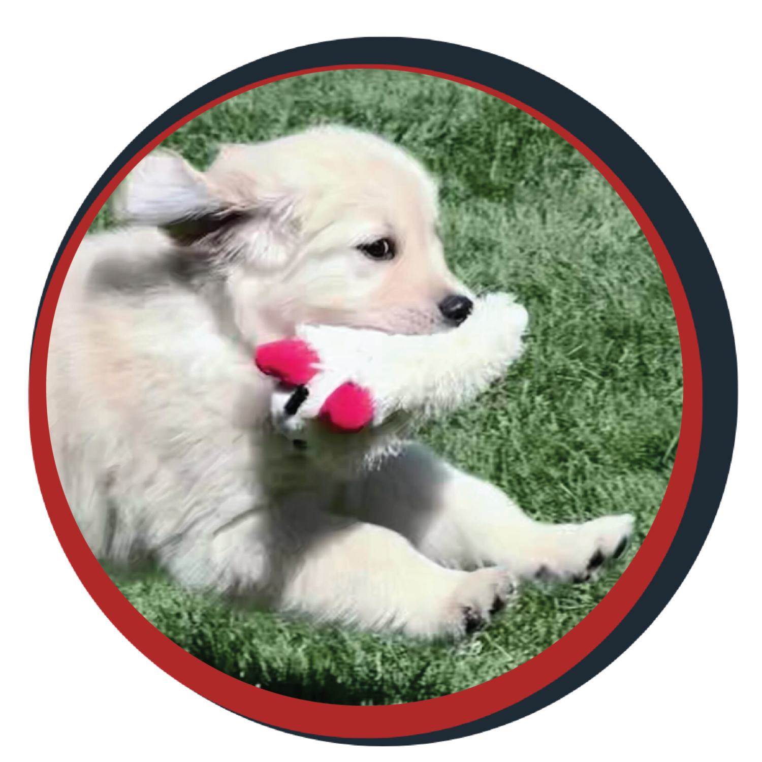 NWBB pledge a pup gallery graphics Ronin May 26
