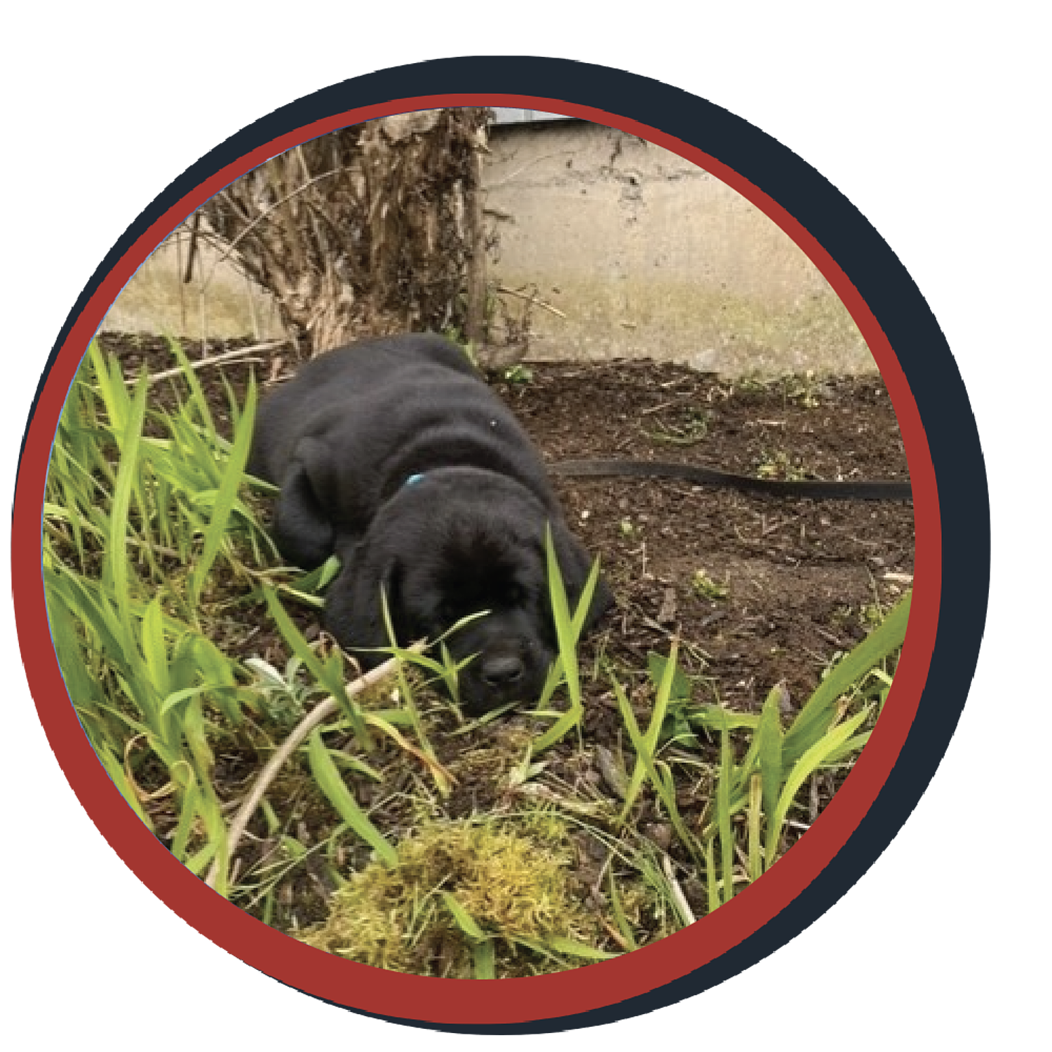 NWBB pledge a pup gallery graphics smoky April 27 24