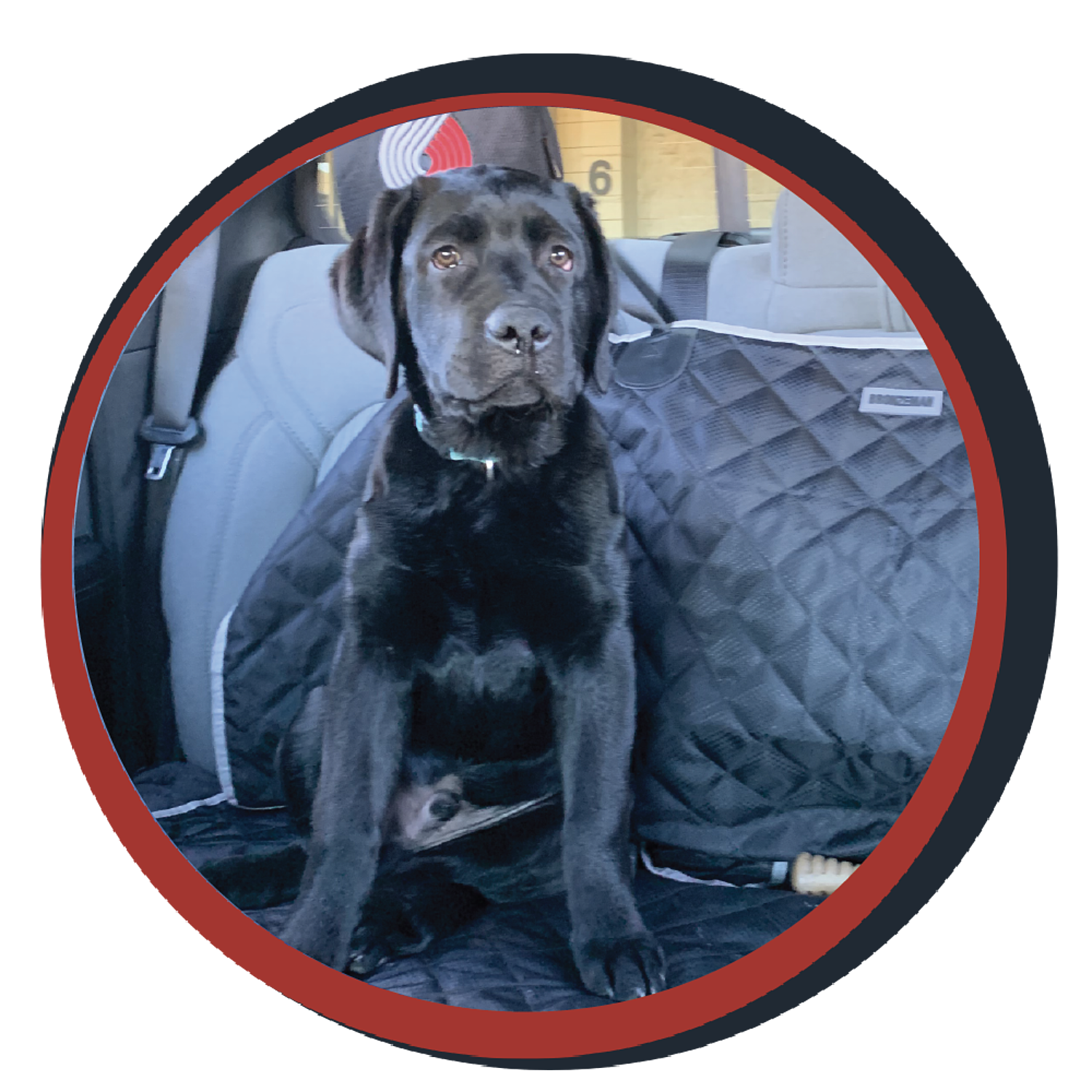NWBB pledge a pup gallery graphics smoky June 15 24