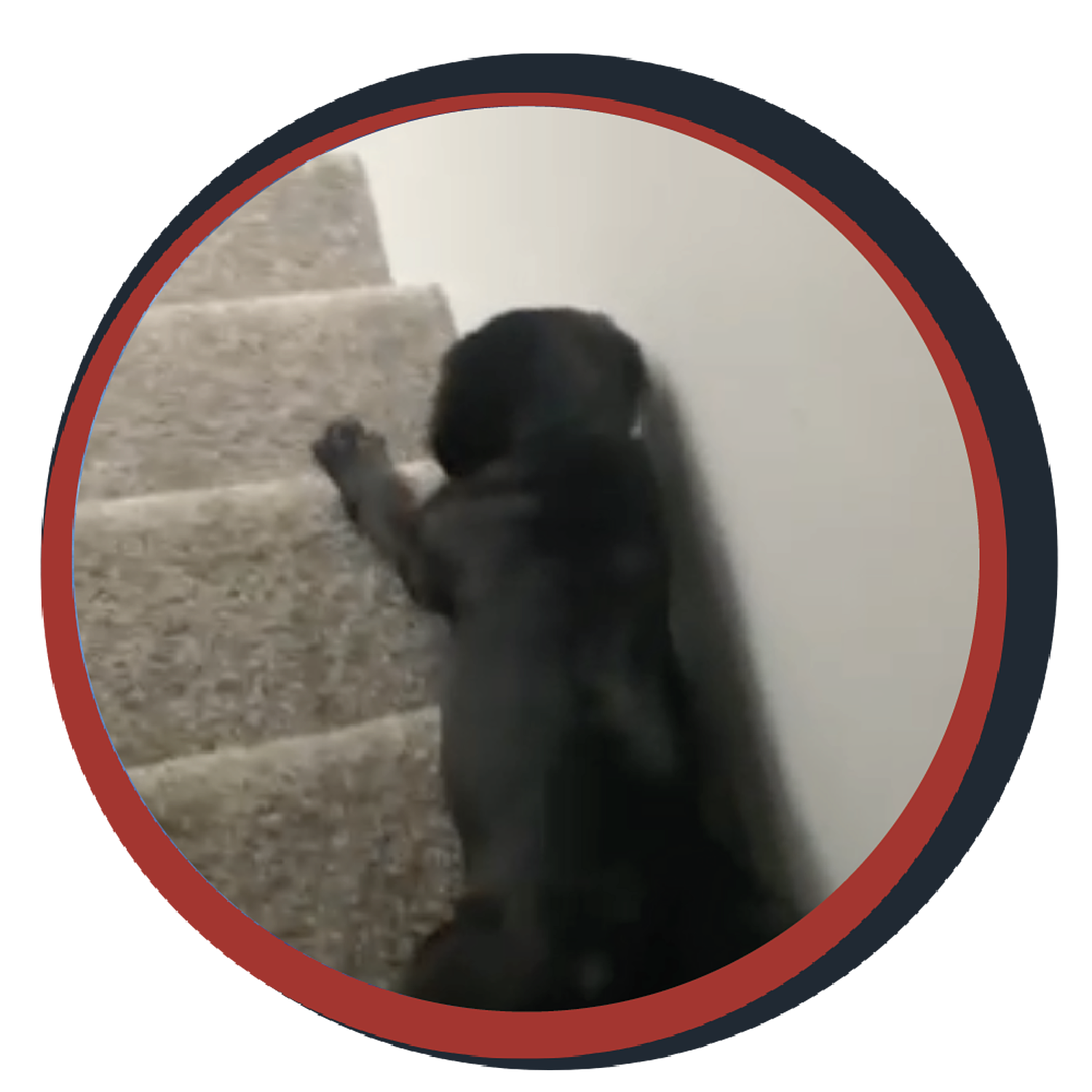 NWBB pledge a pup gallery graphics smoky May 01 24