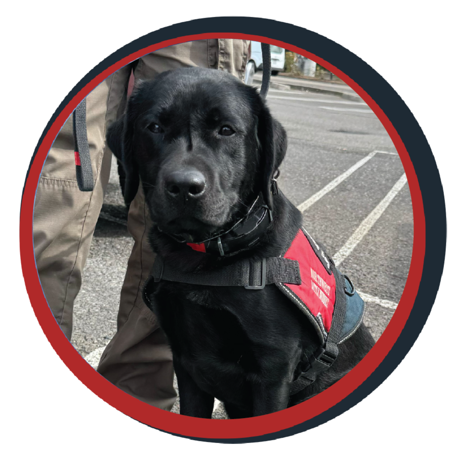 NWBB pledge a pup gallery graphics quinn april 25 25