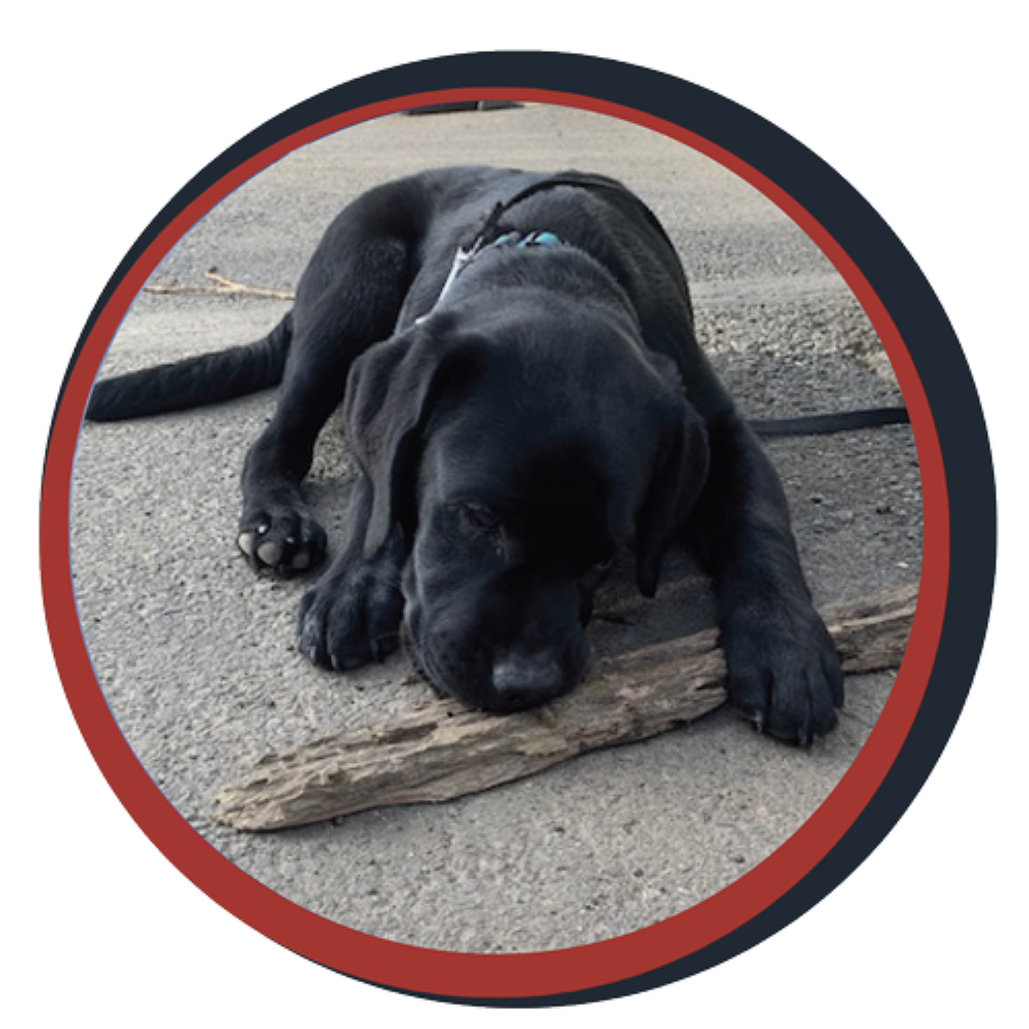 NWBB pledge a pup gallery graphics smoky Aug 14 24 sm