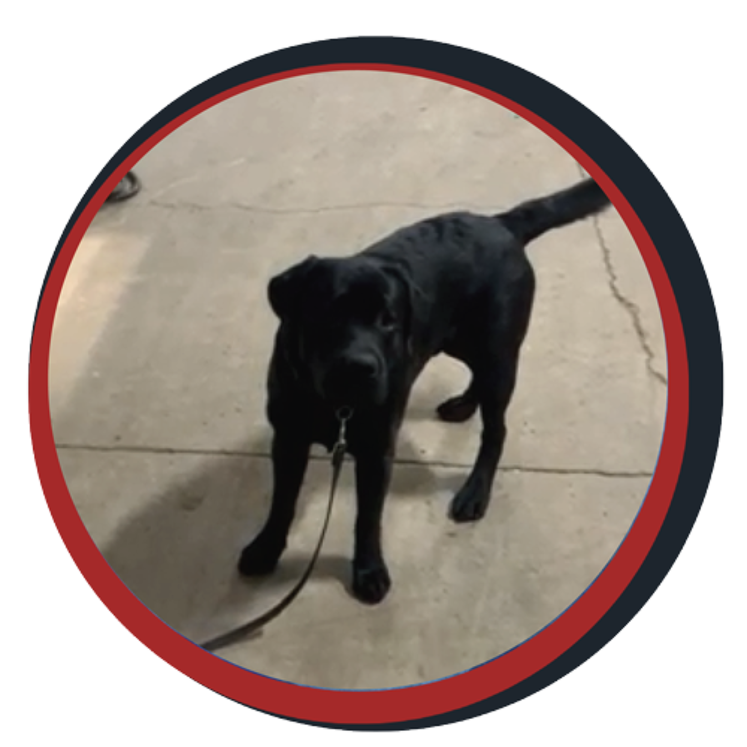 NWBB pledge a pup gallery graphics smoky Jan 15 2025