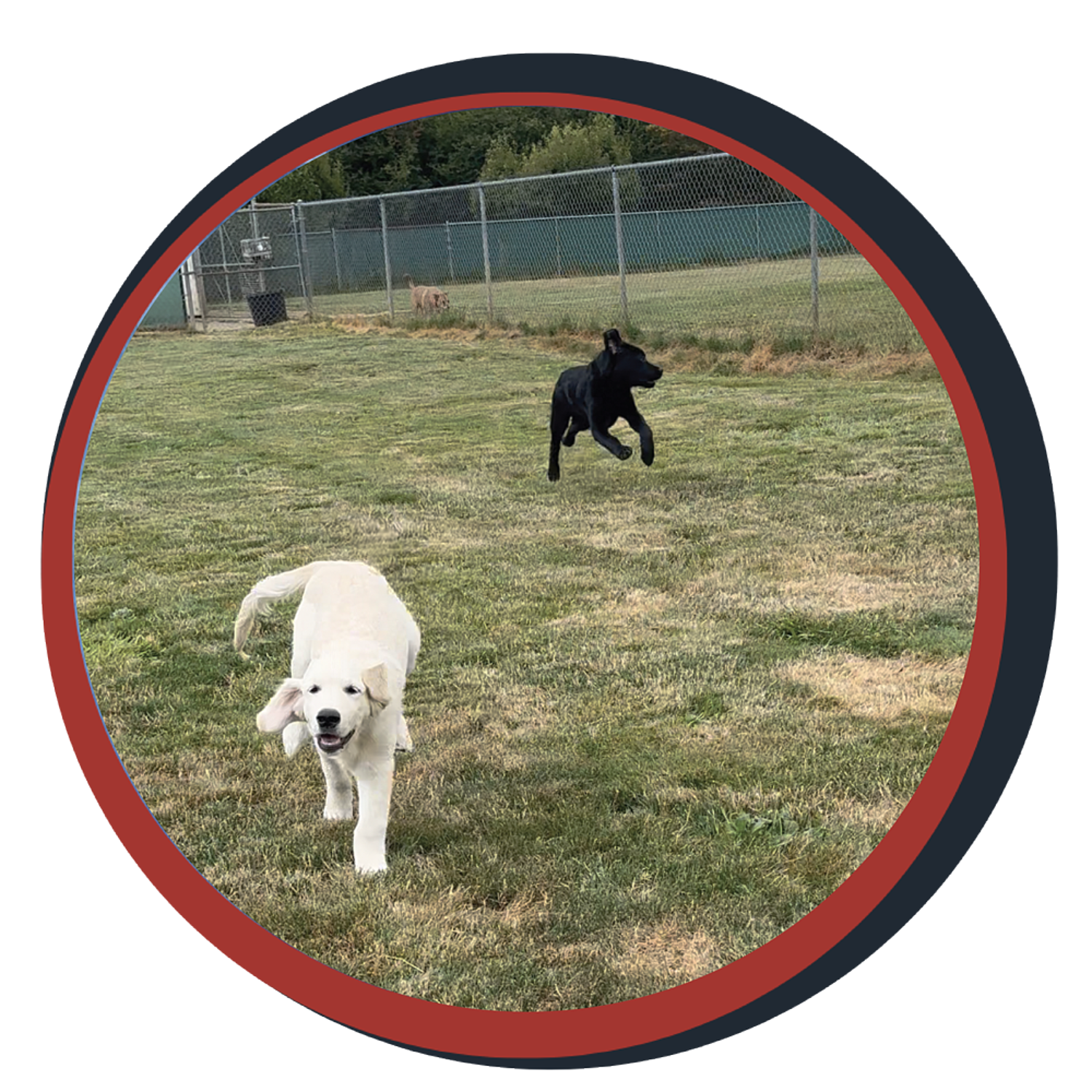NWBB pledge a pup gallery graphics smoky July 20 24
