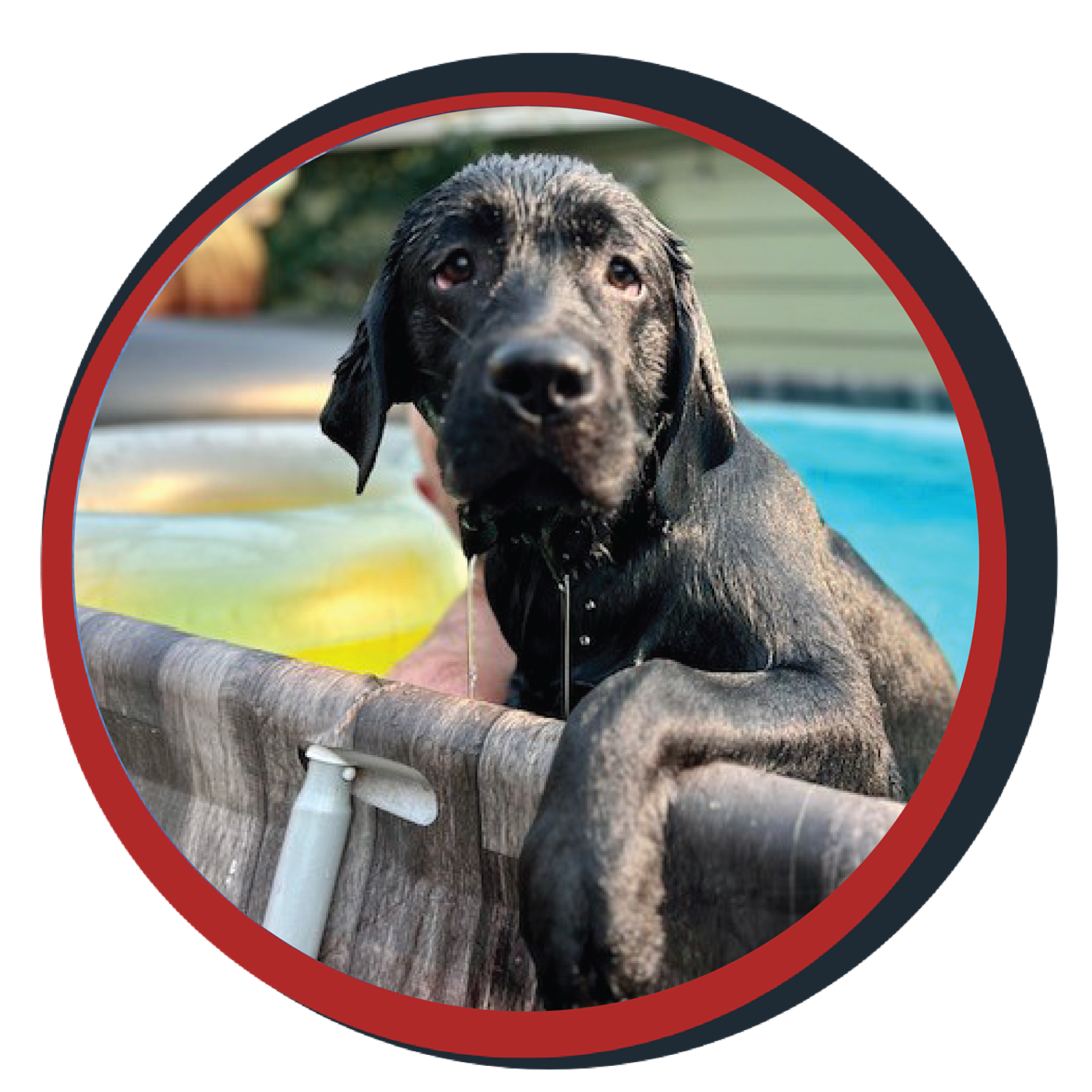 NWBB pledge a pup gallery graphics smoky Oct 15 24